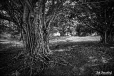 12-31-2013 Walk 4 bw.jpg