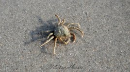 crab - Copy.jpg