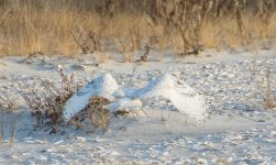 DSC_6190.jpg