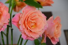 DSC_8074.jpg