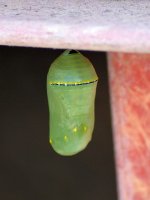 Monarch02Jan2014_3.jpg