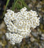 Achillea02Jan2014.jpg