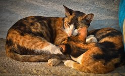 cats-1.jpg