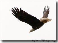 Bald Eagle 1.jpg