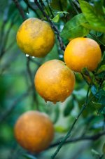 Oranges on the tree-1.jpg