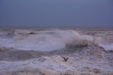DSC_2994.jpg