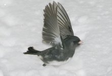 DSC_6447.jpg