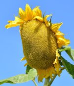 Sunflower03Jan2014.jpg