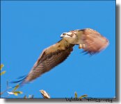 Osprey 4.jpg