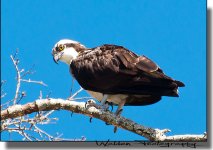 Osprey 5.jpg