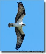 Osprey 2.jpg