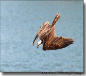 Osprey Dive 1.jpg