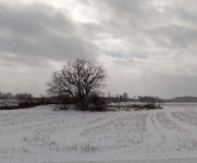 lonely tree.jpg