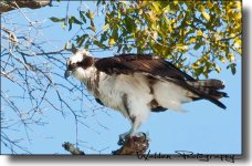 Osprey with Fish 2.jpg