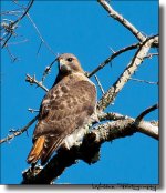 Hawk Perched 1.jpg