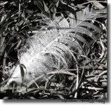 Feather.jpg