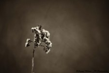 Sepia Bush.jpg