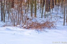 DSC_6635-Edit.jpg