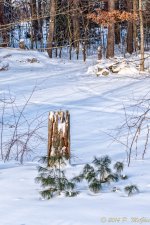 DSC_6636-Edit.jpg