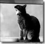 Miss Kitty BW.jpg