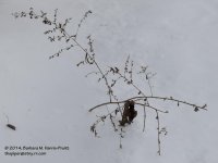 004 Dried Plant-140104_01.jpg