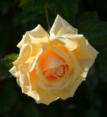 Rose04Jan2014_2.jpg