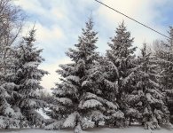 snowy trees.jpg