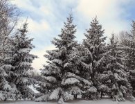 65413d1388918724-post-your-almost-photos-snowy-trees.jpg