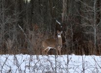 deer.jpg