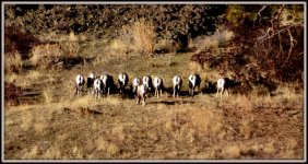 YAK CANYON 073.JPG
