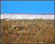 Day 5 Mule Deer Antelope Island.jpg