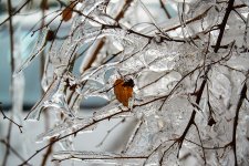 Ice strom remnants 4.jpg