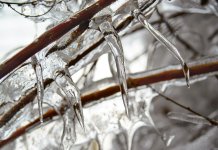Ice storm remnants 3.jpg