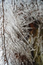 Ice storm remnants 2.jpg