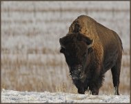 Day 5 Buffalo Standing Picture.jpg