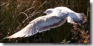 Gull Flight 3.jpg