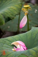 DSC_0978.jpg