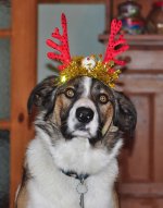 Xmas Harvey.jpg Xmas Harvey.jpg
