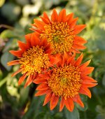 Gazania06Jan2014.jpg