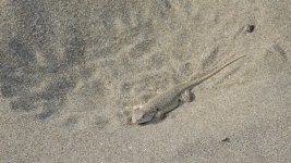 DSCN1080.jpg