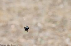 DSC_3437.jpg