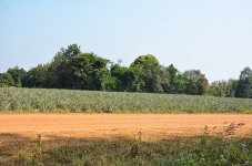 pineapplefield-2.jpg