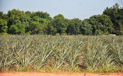 pineapplefield-1.jpg