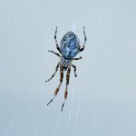 Spider06Jan2014.jpg