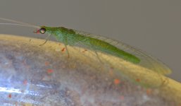 Bug06Jan2014_2.jpg