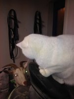 IMG_1484.jpg