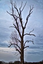 tree.jpg