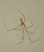 Spider07Jan2014.jpg