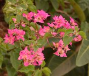 Bouganvillia07Jan2014.jpg