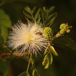 Calliandra07Jan2014.jpg
